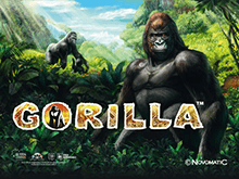 Gorilla на рабочем зеркале